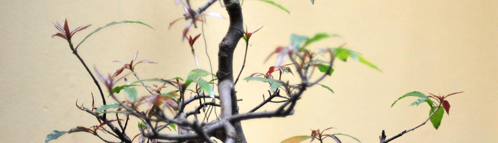 リスロンオタル